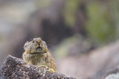 Kayanın üzerinde bir pika