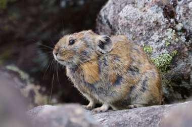 Kayanın üzerinde bir pika