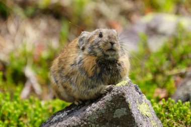 Kayanın üzerinde bir pika