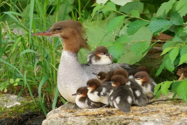 Společný Merganser Rodič Dítě — Stock fotografie