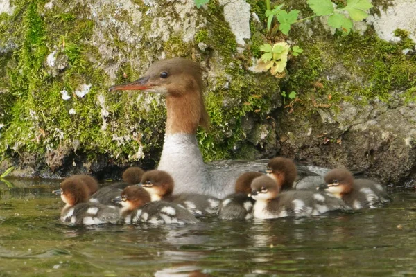 Společný Merganser Rodič Dítě — Stock fotografie