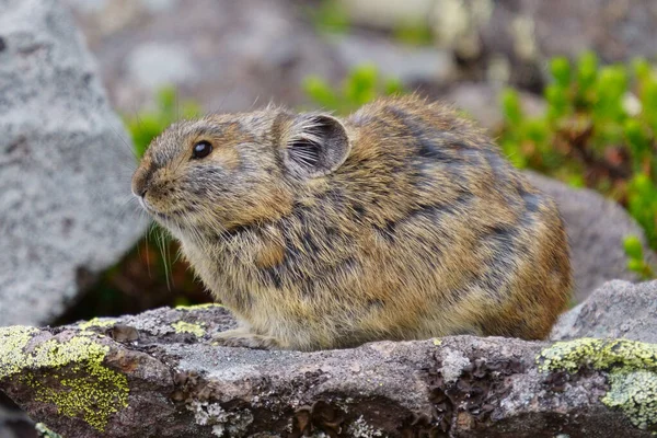 Pika Sur Rocher — Photo