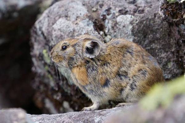 Pika Klippan — Stockfoto