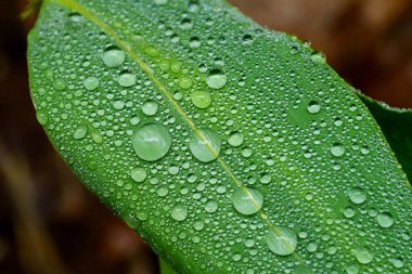 Yeşil çimenlere su damlası