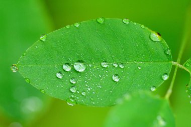 Yeşil çimenlere su damlası