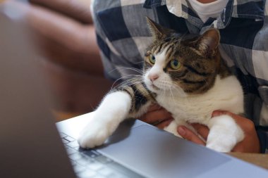 Bilgisayarda çalışan bir kedi