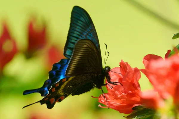 Papilio Maackii Kırmızı Çiçek Üzerine — Stok fotoğraf