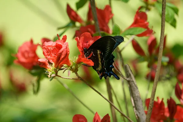 Papilio Maackii Kırmızı Çiçek Üzerine — Stok fotoğraf