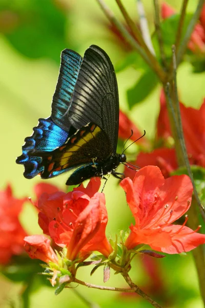 Papilio Maackii Kırmızı Çiçek Üzerine — Stok fotoğraf