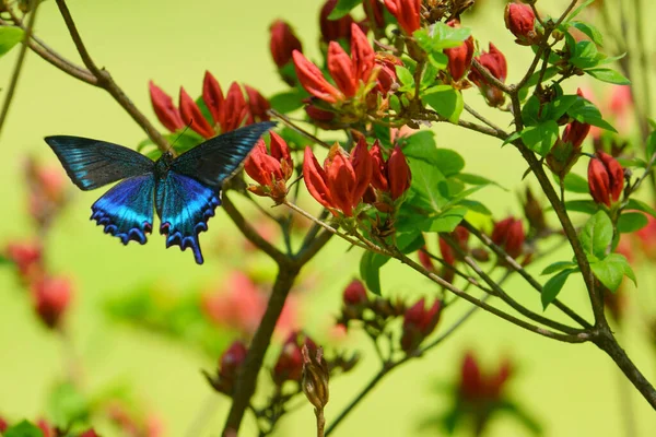 Papilio Maackii Flor Roja — Foto de Stock
