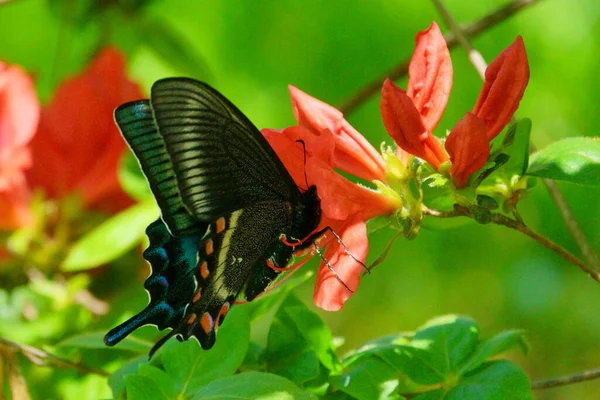 Papilio Maackii Flor Roja — Foto de Stock
