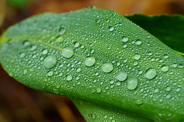 Gota Agua Sobre Hierba Verde —  Fotos de Stock