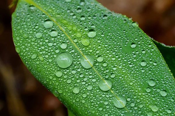 Gota Agua Sobre Hierba Verde —  Fotos de Stock