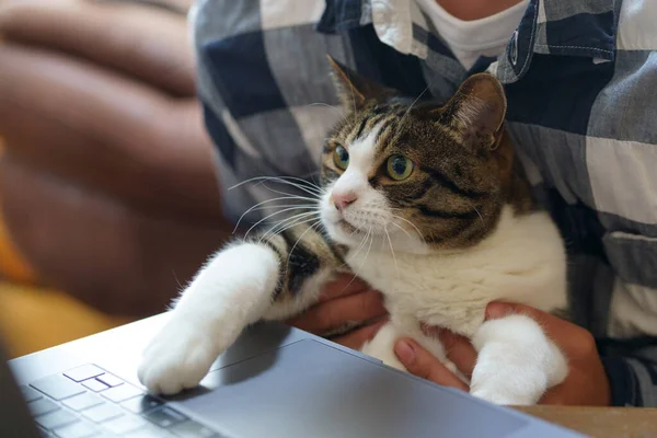 Γάτα Που Εργάζεται Έναν Υπολογιστή — Φωτογραφία Αρχείου