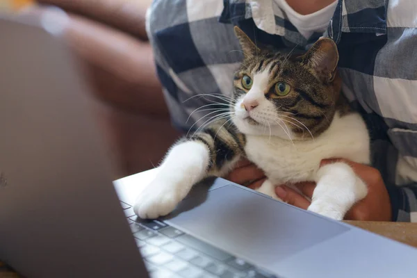 Gato Trabalhando Computador — Fotografia de Stock