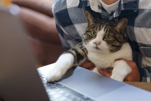 Γάτα Που Εργάζεται Έναν Υπολογιστή — Φωτογραφία Αρχείου