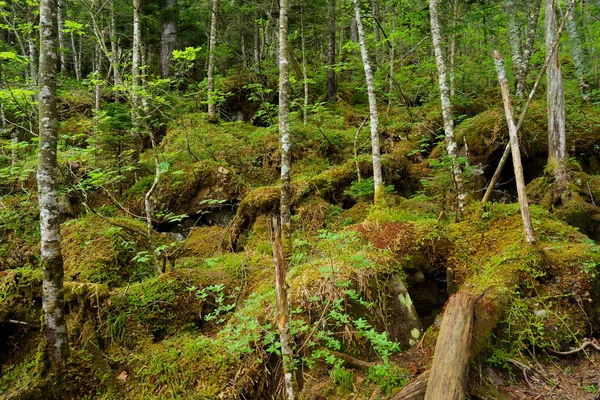 Shikaribetu Hokkaido Daki Yosunlu Orman — Stok fotoğraf