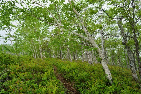 夏の登山道 — ストック写真