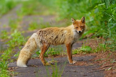 Yazın bir tilki Hokkaido