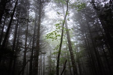 Shikaribetu Hokkaido 'daki sisli orman