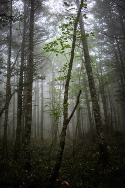 Shikaribetu Hokkaido 'daki sisli orman