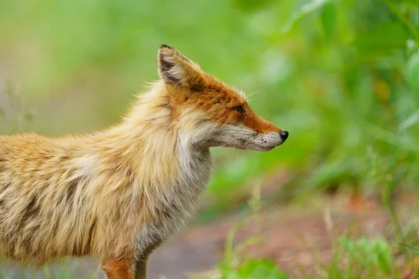 One Fox Summer Hokkaido — Stock Photo, Image