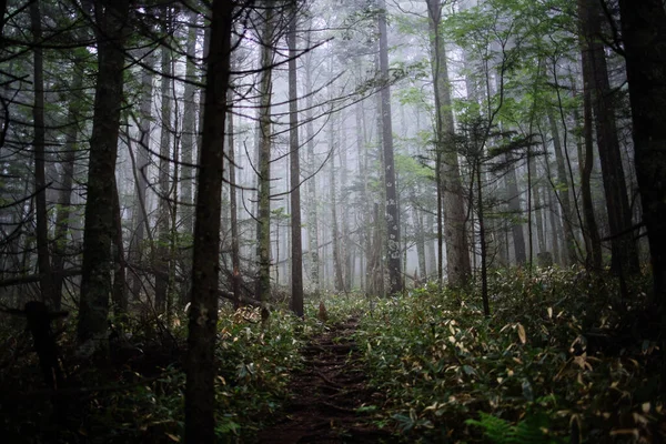 Misty Forest Shikaribetu Hokkaido — Stock Photo, Image
