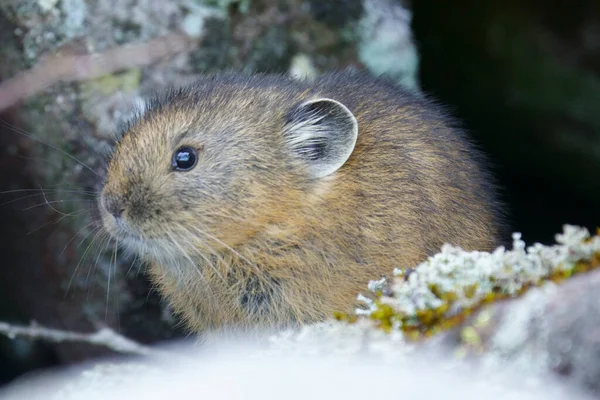 Barnpika Shikaribetu Hokkaido — Stockfoto