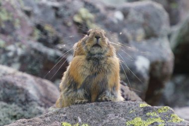 Rock 'n Place' de bir pika