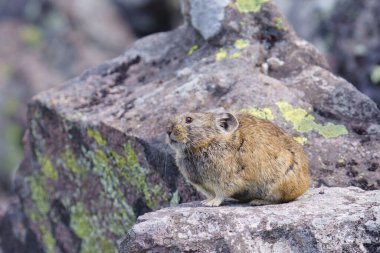 Rock 'n Place' de bir pika