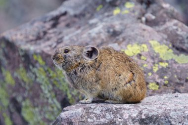 Rock 'n Place' de bir pika