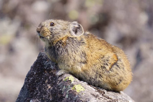 Pika Klippplats — Stockfoto