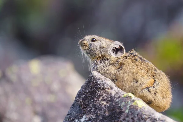 Pika Klippplats — Stockfoto