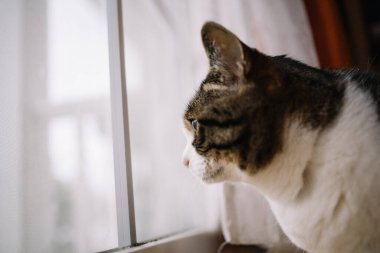 Pencerenin yanında bir kedi