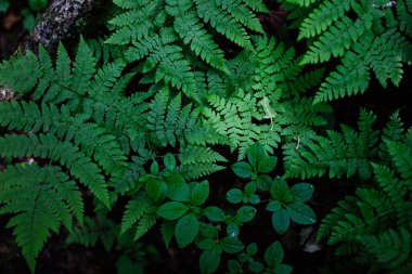 Karanlık ormandaki eğreltiotu bitkisi