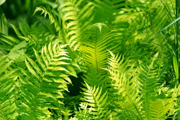轻林中的蕨类植物 — 图库照片