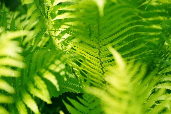 光の森のシダ植物 — ストック写真