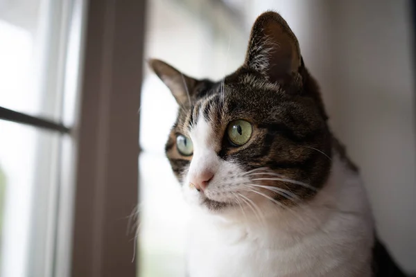 Gatto Vicino Alla Finestra — Foto Stock