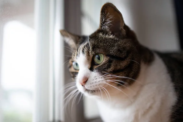 Eine Katze Fenster — Stockfoto