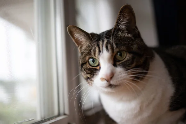 Gatto Vicino Alla Finestra — Foto Stock