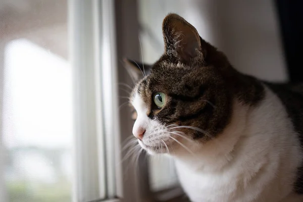 Μια Γάτα Κοντά Στο Παράθυρο — Φωτογραφία Αρχείου