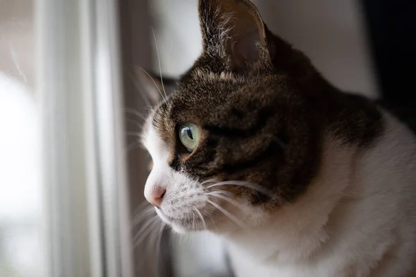Кошка Окна — стоковое фото