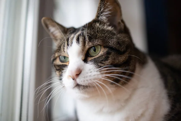 Gatto Vicino Alla Finestra — Foto Stock