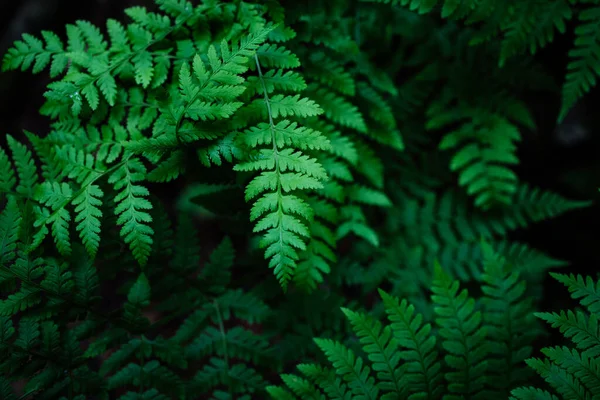 暗い森の中のシダ植物 — ストック写真