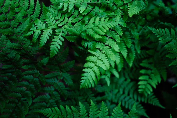 Planta Helecho Bosque Oscuro —  Fotos de Stock