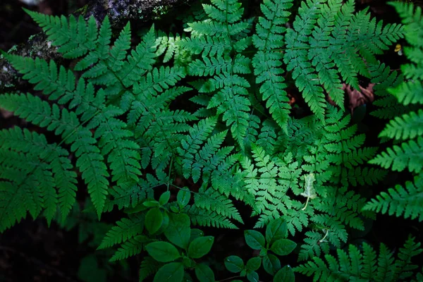 暗い森の中のシダ植物 — ストック写真