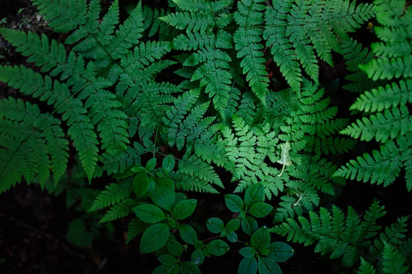 蕨类植物在黑暗的森林里 — 图库照片