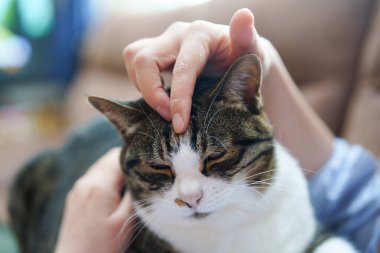 evcil kedi ve kedi sahibi