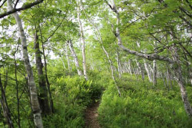 Dağdaki beyaz huş ağacı ormanı