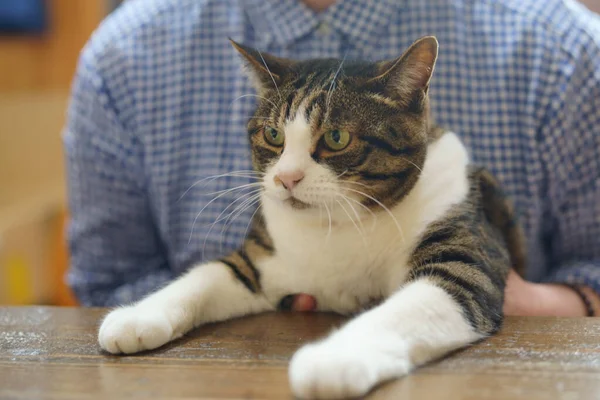 Masanın Üzerinde Pençeleri Olan Kedi — Stok fotoğraf